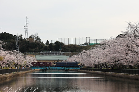 EF65-2083両総水路の桜