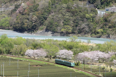 南海電車と桜と大井川