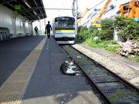 猫がのんびり過ごす扇町駅